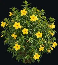 Alamanda