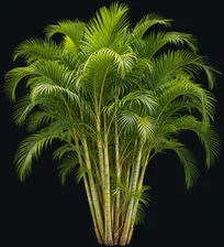 Areca-bambu