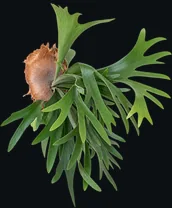 Chifre-de-veado