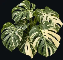 Costela-de-Adão Variegata