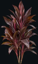 Dracena Chocolate
