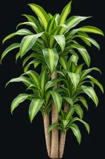 Dracena Pau-d’água