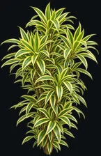 Dracena Pleomele Variegata