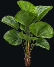 Licuala