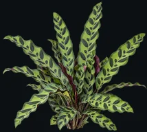 Maranta-cascavel