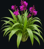 Orquídea-Grapete