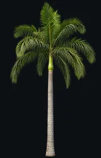 Palmeira Real