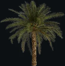 Palmeira Tamareira
