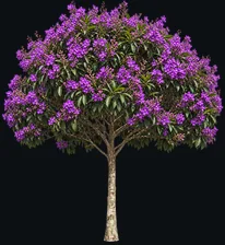 Quaresmeira