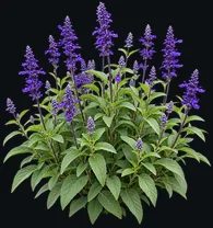 Sálvia Azul