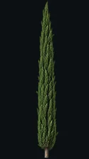 Tuia Vela