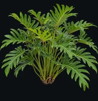 Xantal