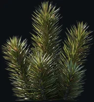 Yuca Valida