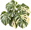Costela-de-Adão Variegata