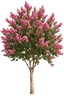 Resedá