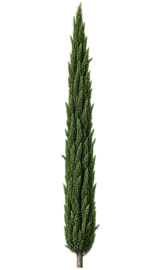 Tuia Vela